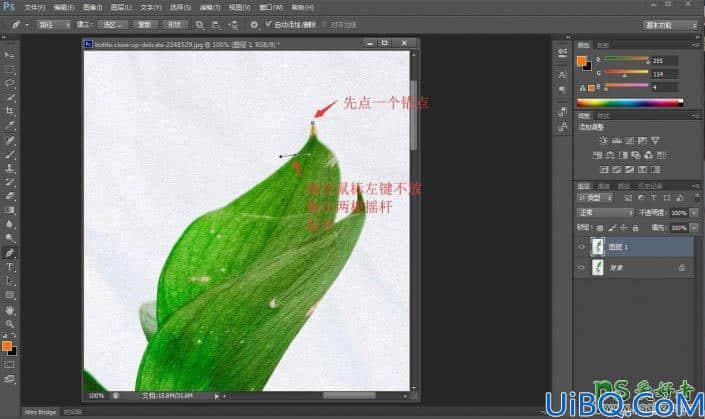 学习用photoshop钢笔工具快速抠出半透明背景的绿色植物图片。