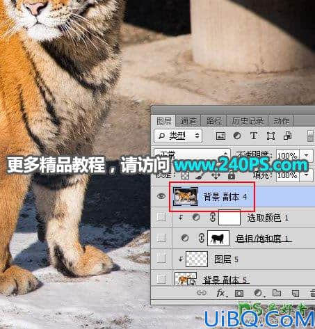 Photoshop通道抠图教程：巧用多个通道快速抠出正在晒太阳的东北虎图片