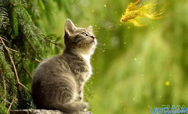 Photoshop图像合成实例：创意打造可爱的小菊猫与飞舞的金鱼玩耍场景。