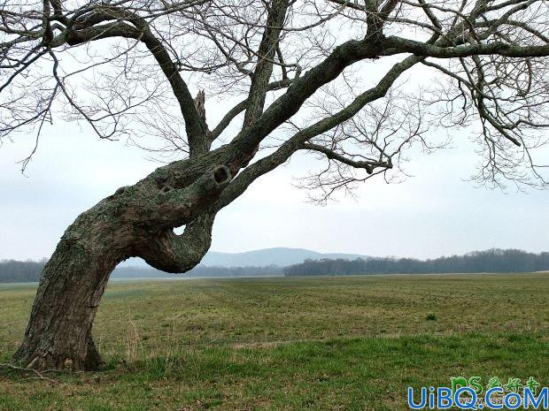 Photoshop梦幻动物场景合成实例：打造深夜月光下迷雾森林中行走的鹿王。