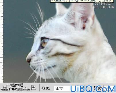 Photoshop搞笑图片合成-猫脸鸽子