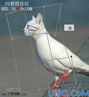 PhotoShop为鸽子换猫头的移花接木教程