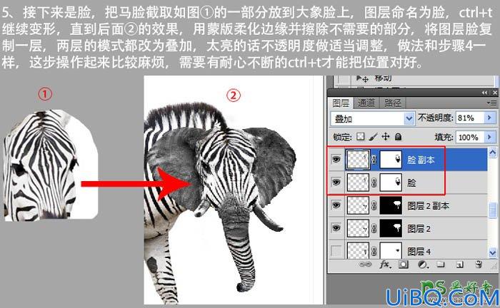 Photoshop动物图片素材合成教程：创意合成一张可爱的长鼻子斑马图