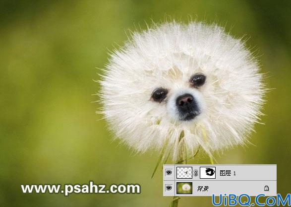 Photoshop合成教程：图层滤色命令把蒲公英和可爱的小狗合成到一起