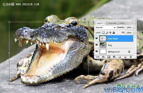 Photoshop动物合成教程：把鳄鱼和青蛙进行完美结合打造出鳄鱼头的青蛙