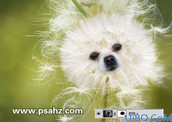 Photoshop合成教程：图层滤色命令把蒲公英和可爱的小狗合成到一起