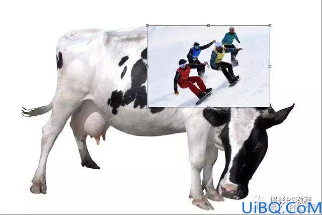 Photoshop创意合成实例：设计一幅运动员在奶牛背上滑雪的场景，创意图片