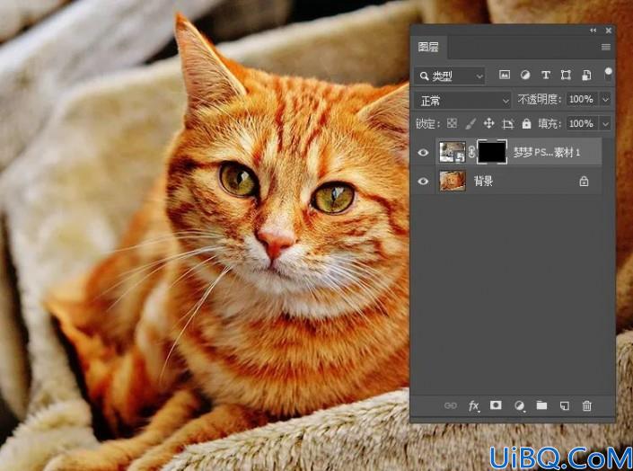 Photoshop动物换脸教程：利且合成技术给可爱的猫咪换上雪豹的头像，脸。