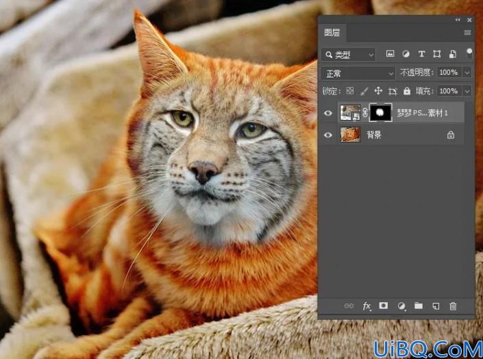 Photoshop动物换脸教程：利且合成技术给可爱的猫咪换上雪豹的头像，脸。