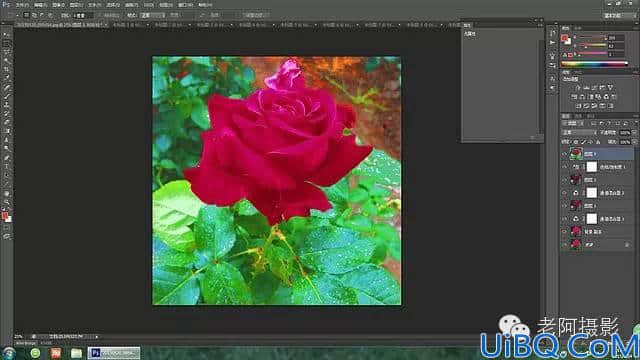 工具运用，用Photoshop给颜色溢出严重的红色月季花校正颜色