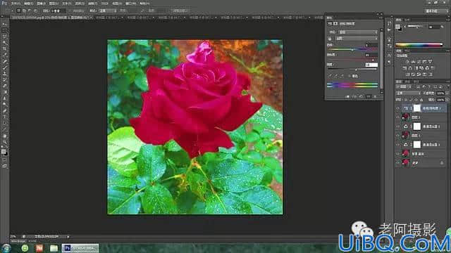 工具运用，用Photoshop给颜色溢出严重的红色月季花校正颜色