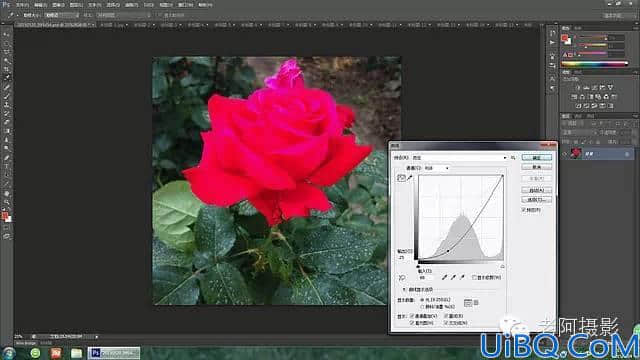 Photoshop工具运用技巧教程：学习给颜色溢出严重的红色月季花校正色彩。