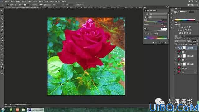 Photoshop工具运用技巧教程：学习给颜色溢出严重的红色月季花校正色彩。