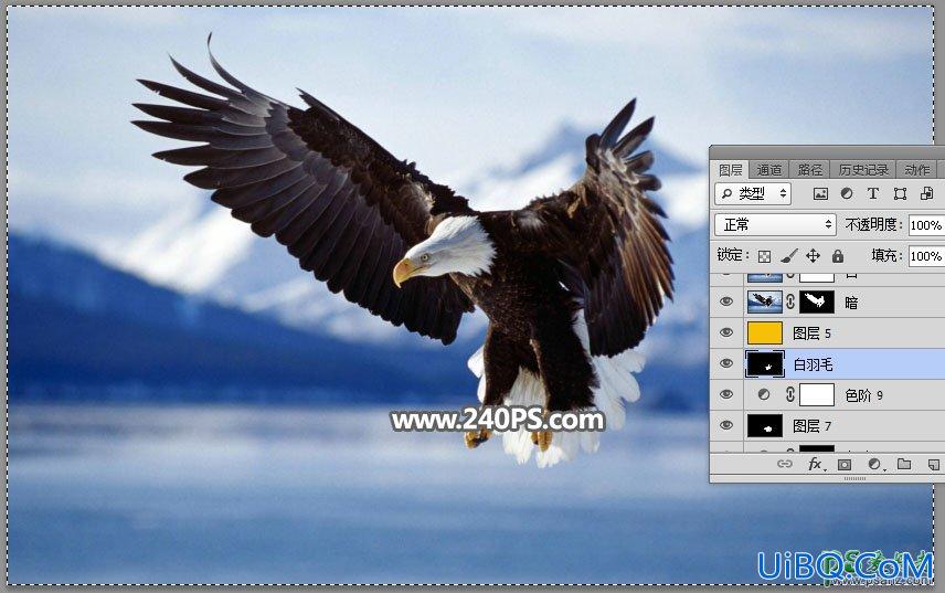 PS抠图教程：教新手学习抠出展翅翱翔的白头海雕素材图