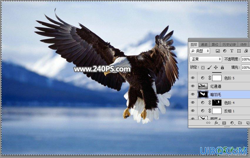 PS抠图教程：教新手学习抠出展翅翱翔的白头海雕素材图