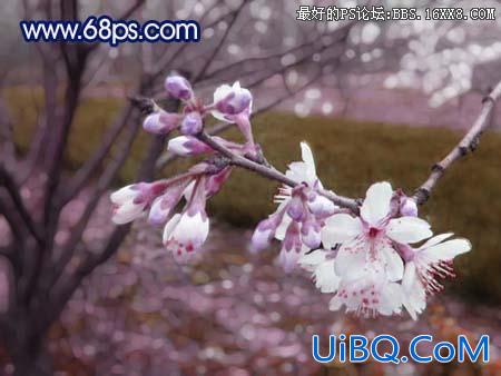 PS调梦幻桃花效果