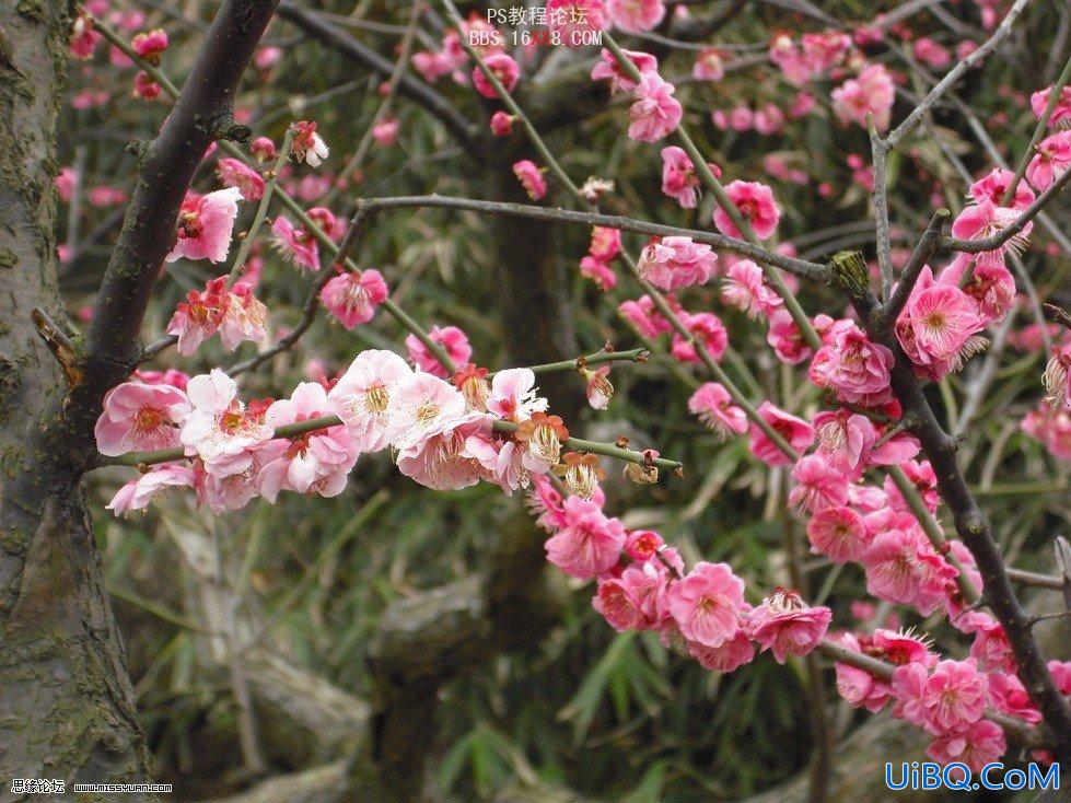 PS图片调色实例:那年桃花开