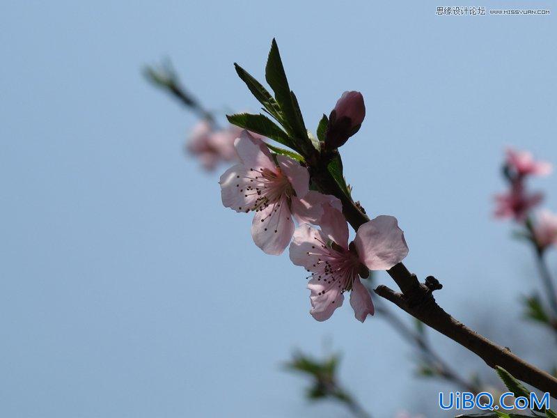 ps调出桃花图片柔美的靓丽色调