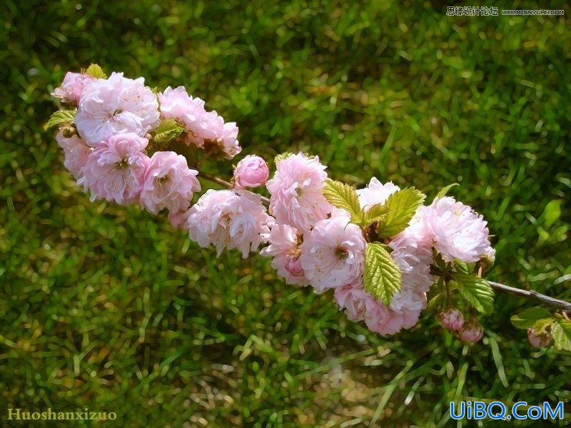 ps调出色彩斑斓的梅花背景